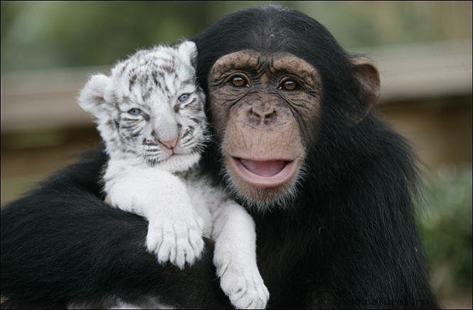Шимпанзе Аджанта держит белого тигренка на плече. Фото