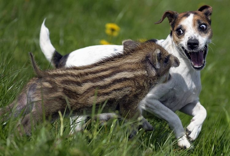 Дружба животных: кабанчик и щенок терьера. Фото