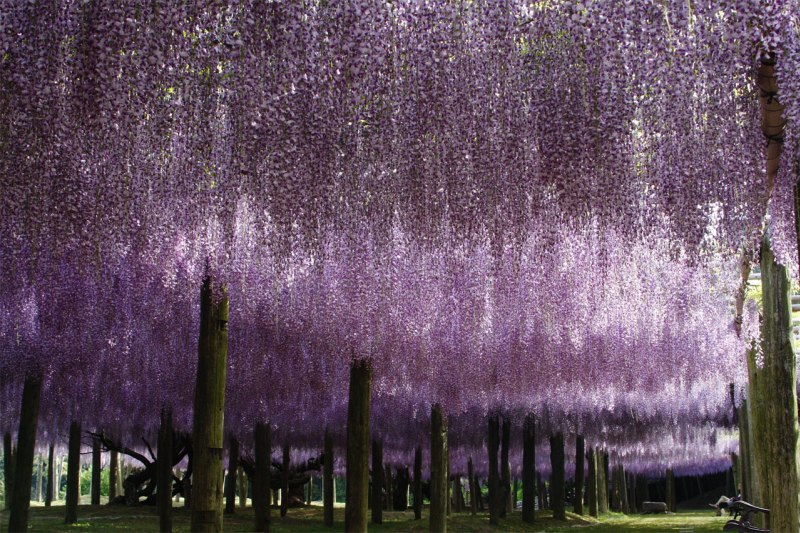 Глицинии в японском саду цветов Кавати Фудзи. Фото