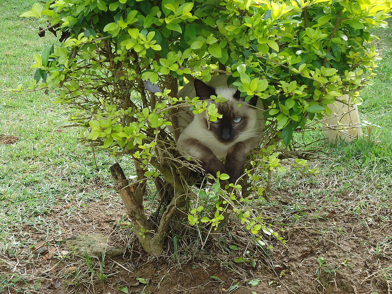 Сиамские кошки. Красивые фото. Кот залег в кустах