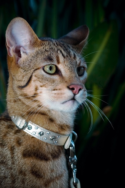 Гордая кошка породы саванна. Фото