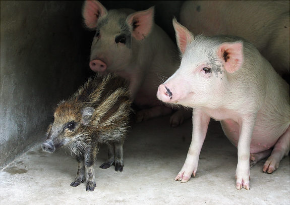 Дружба животных. Кабанчик и свиньи. Фото