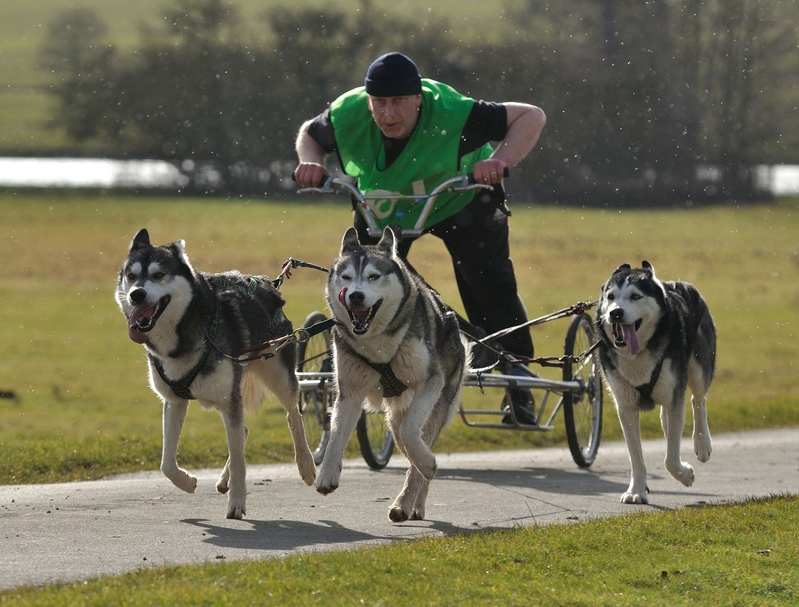 Велоупряжка с собаками породы сибирский хаски. Фото
