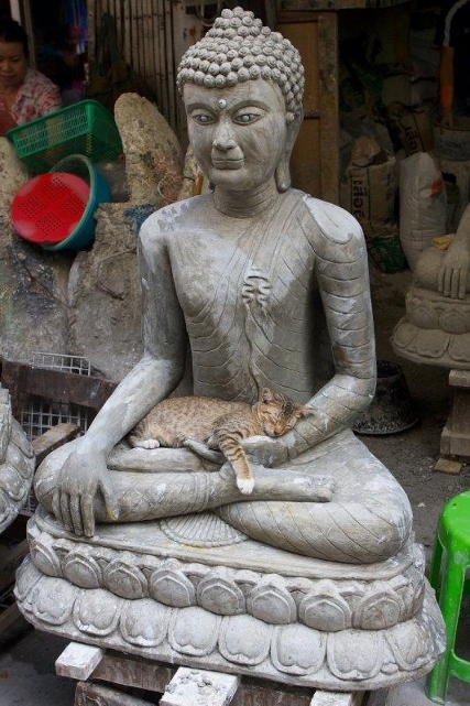 Кот и Будда. Необычное фото