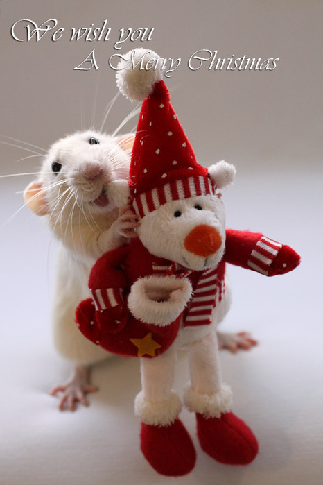 Крыса вручает подарок. Эллен ван Дилен. Фото