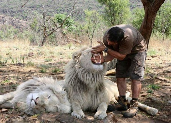 Кевин засовывает руку в пасть льву. Фото