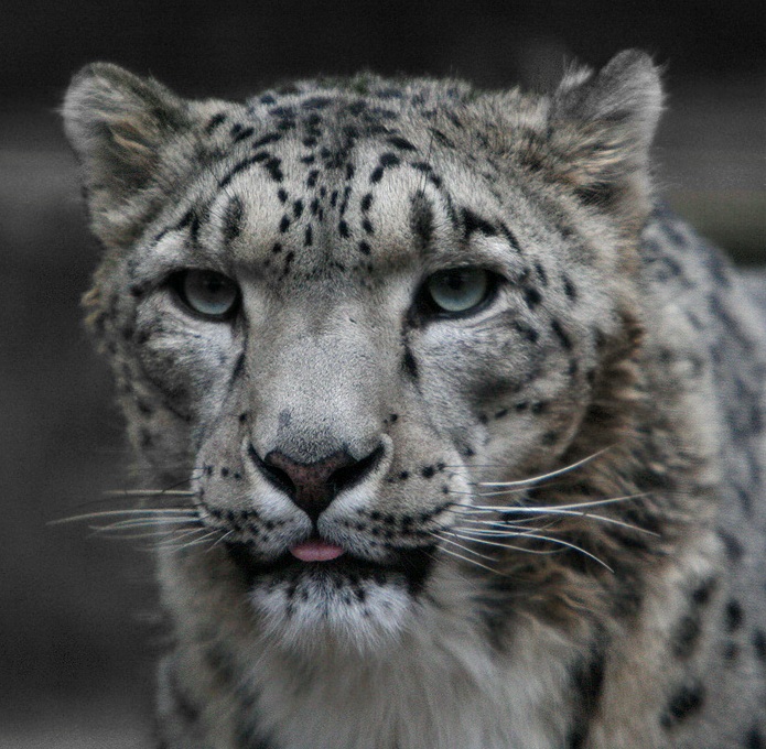 Морда снежного барса (ирбиса) крупным планом. Фото / Snow Leopard. Photo