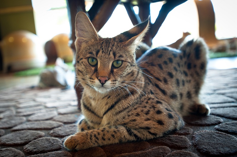 Кошка породы саванна. Фото