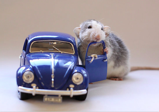 Крыса позирует с автомобилем. Эллен ван Дилен. Фото