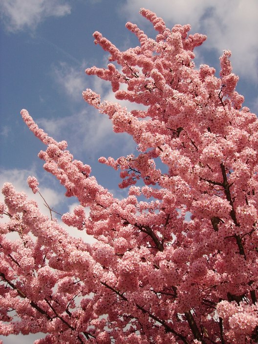 Цветение розовой сакуры. Фото