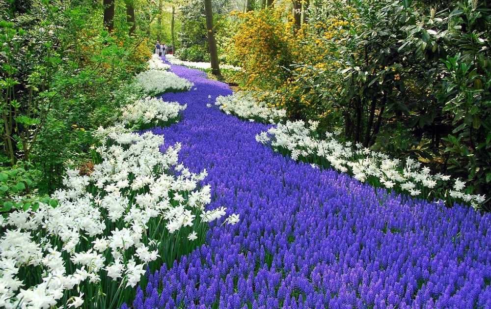Парк цветов Кёкенкоф. Нидерланды. Фото