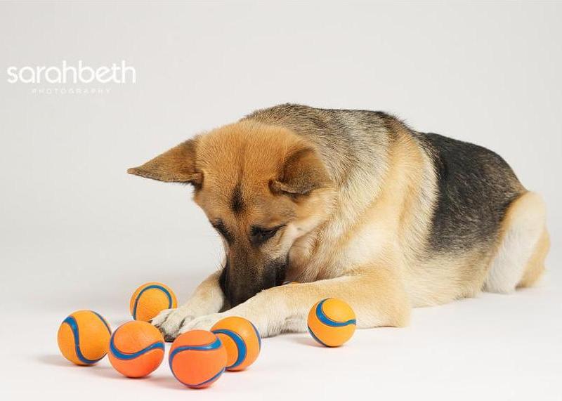 Собака породы немецкая овчарка с мячиками. Профессиональное фото