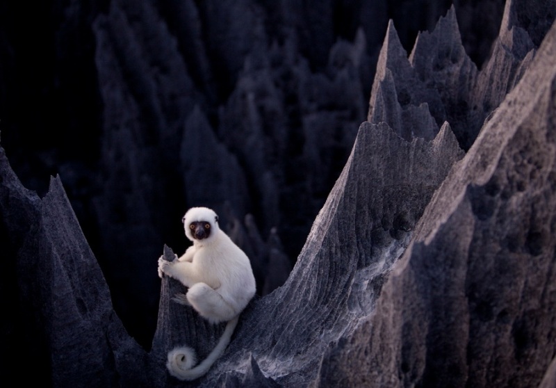 Белый лемур на скале каменного леса. Мадагаскар. Фото