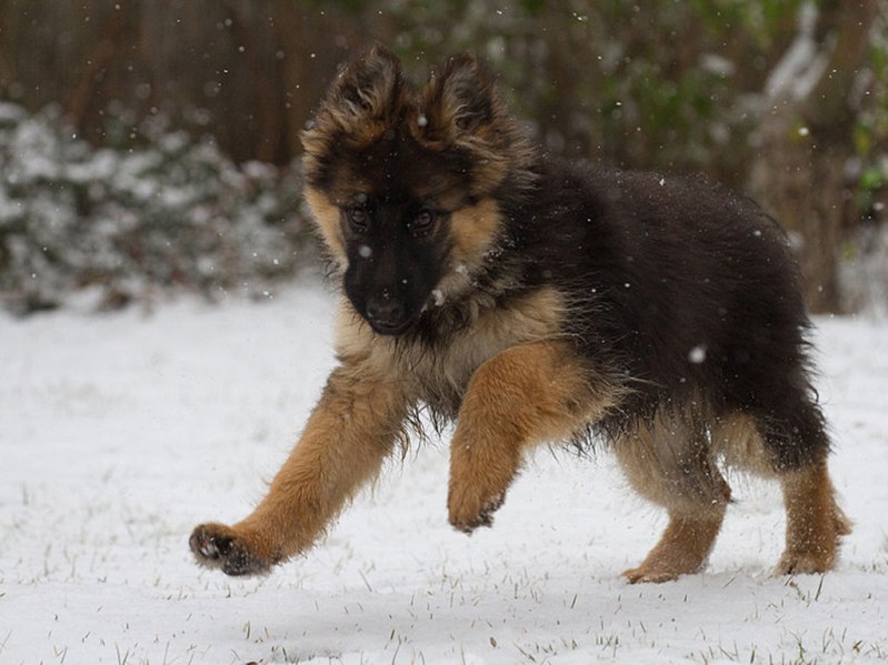 Бегущий по снегу щенок немецкой овчарки. Фото