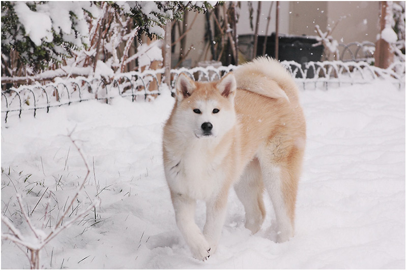 Собака акита-ину на снегу. Фото