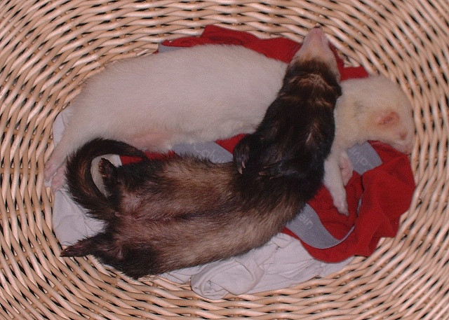 Два хорька спят в корзине. Фото