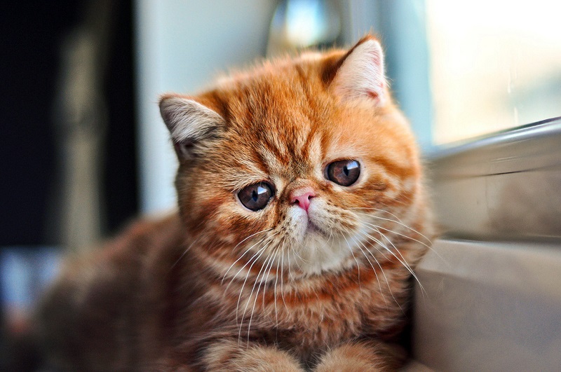 Экзотическая короткошерстная кошка рыжего окраса. Фото