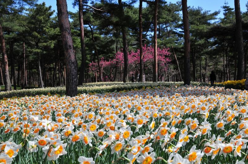 Японский парк Хитачи весной. Белые нарциссы. Фото