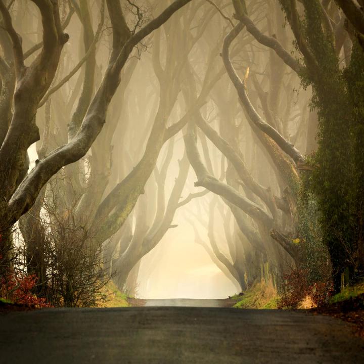 Таинственный лес в тумане. Фото аллеи буков в Ирландии