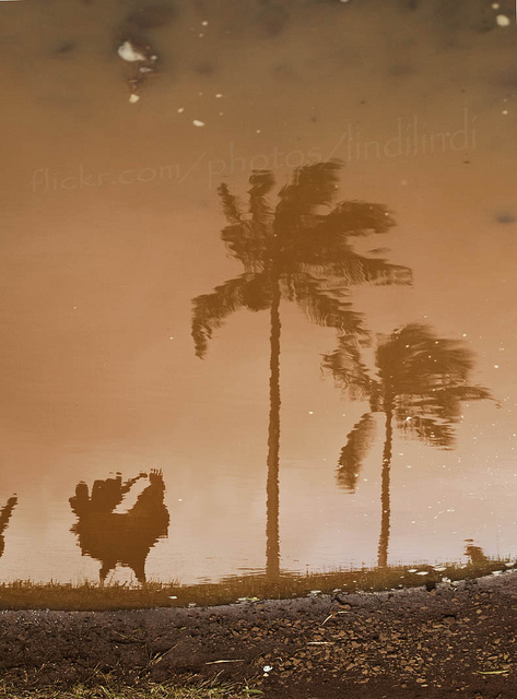 Тени петуха и пальм на воде. Фото