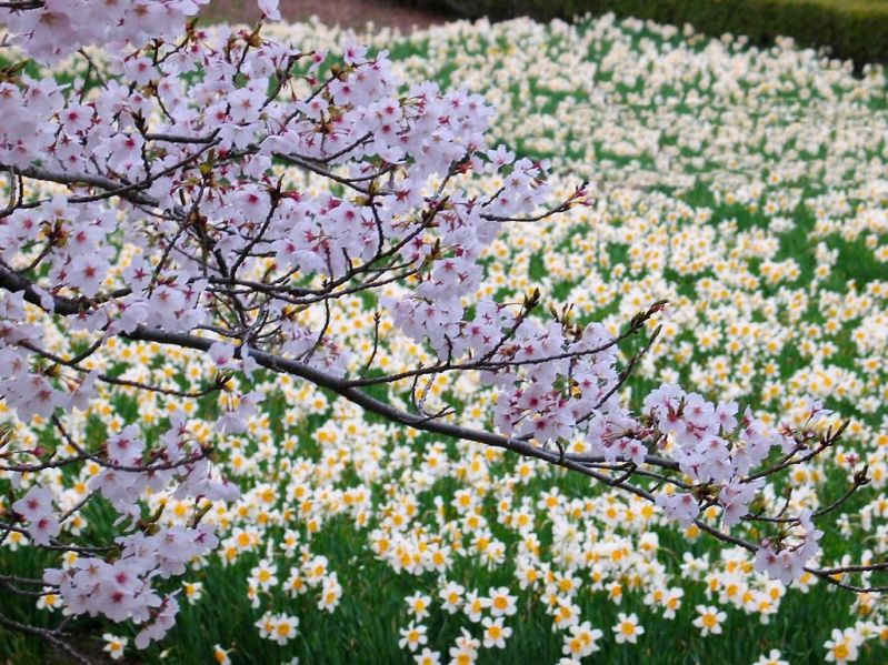 Ветка цветущей сакуры. Фото