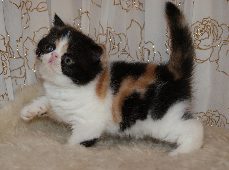 Экзотический короткошерстный котенок. Фото