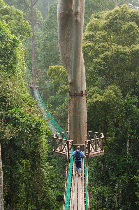 Подвесная канатная дорога по тропическому лесу Борнео. Фото