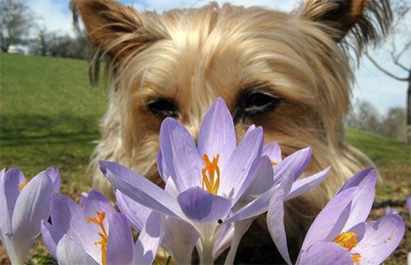 Собачка нюхает цветы. Фото