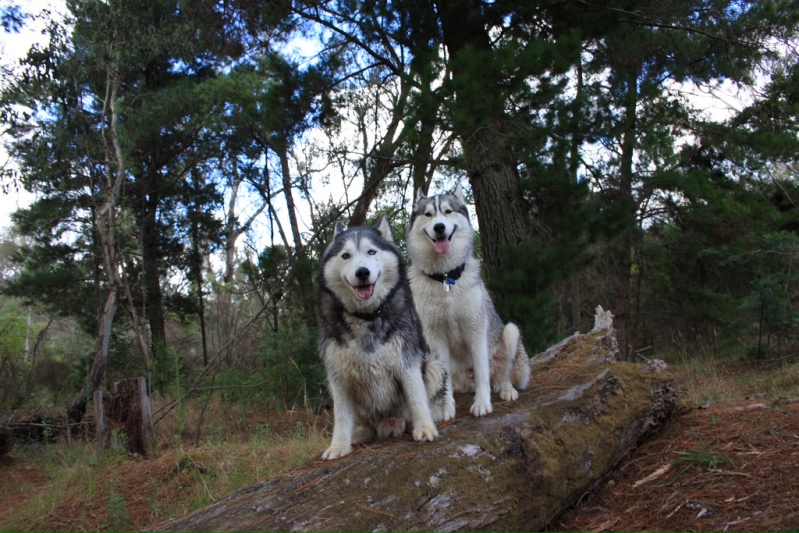 Собаки породы сибирский хаски. Фото