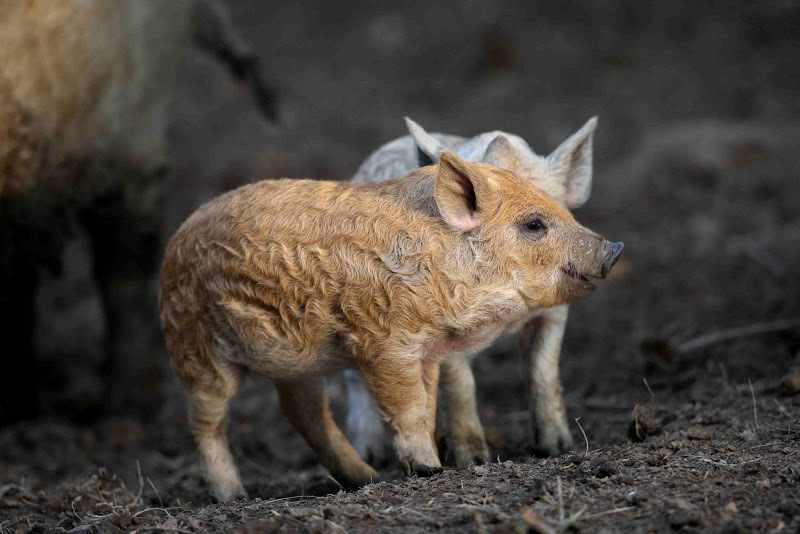 Свиньи породы венгерская пуховая мангалица. Фото