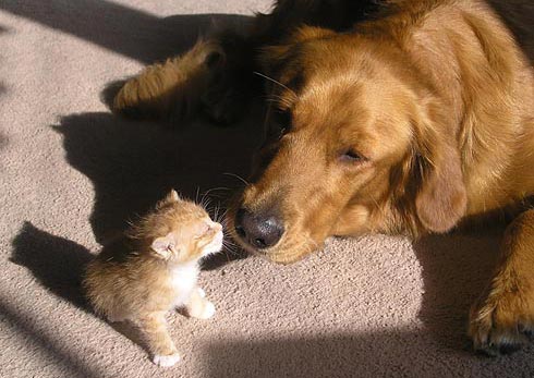 Дружба животных: собака и котенок. Фото