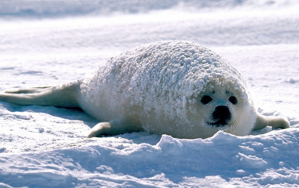 гренландский тюлень детеныш (белек) в снегу фото