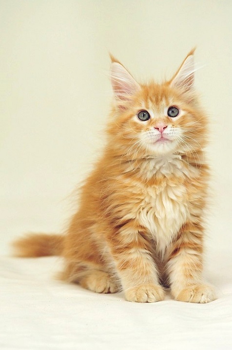 Рыжий котенок породы мэйн-кун