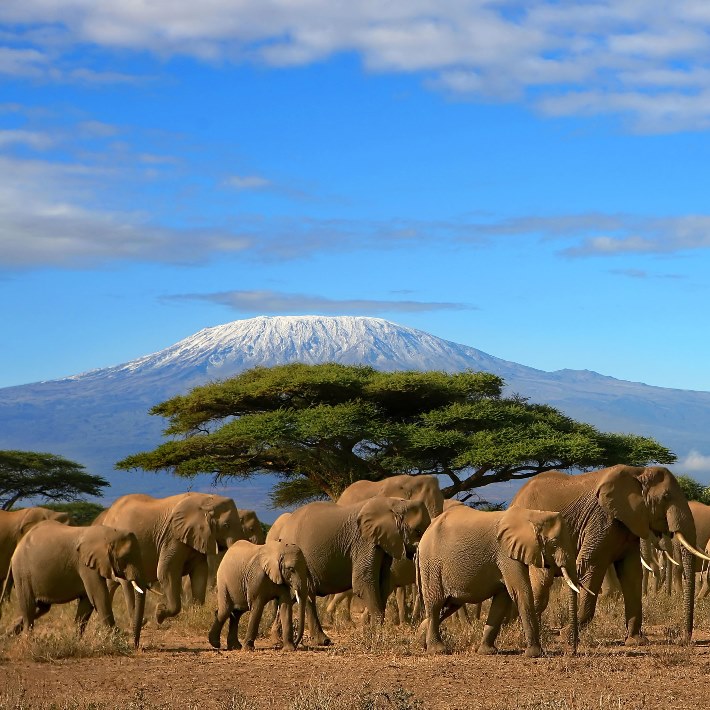 Слоны на фоне горы Килиманджаро. Африка. Фото