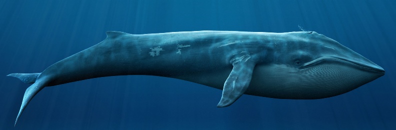 Самое крупное животное на планете - синий кит
