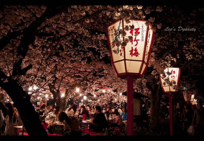 Деревья сакуры в Японии при свете фонарей. Фото