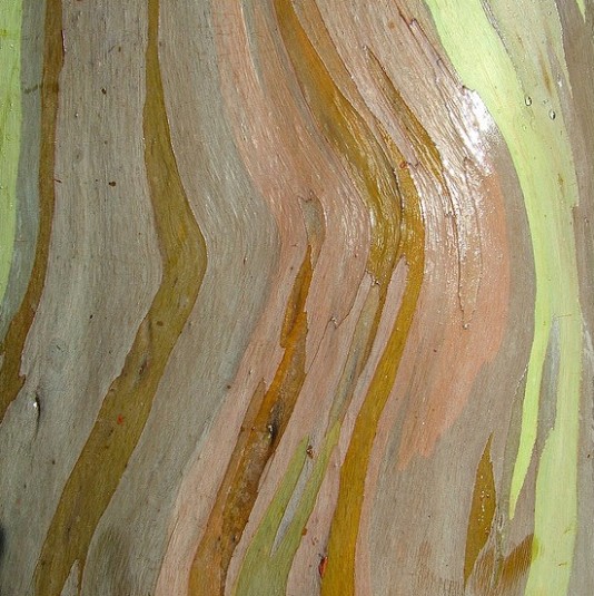 Кора радужного эвкалипта меняет цвет. Фото