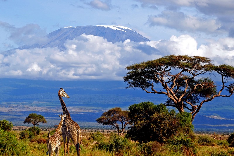 Жирафы на фоне горы Килиманджаро. Фото