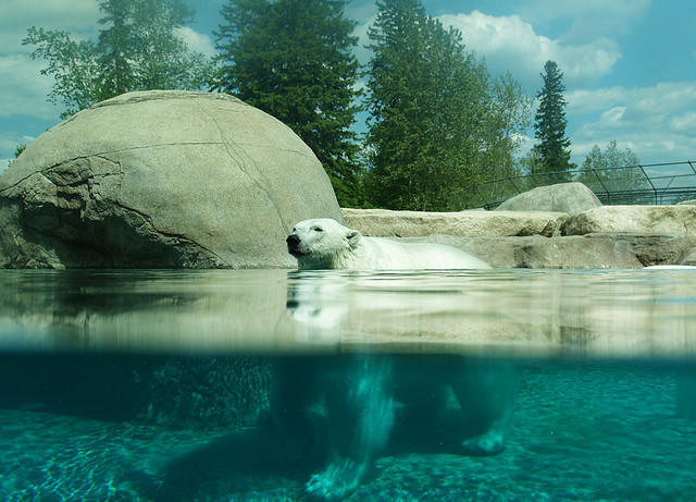 Белые медведи в бассейне. Кокрэйн. Фото