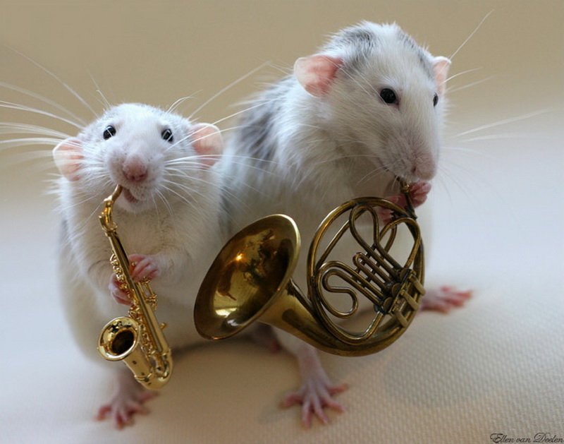 Крысы-музыканты Эллен ван Дилен. Фото