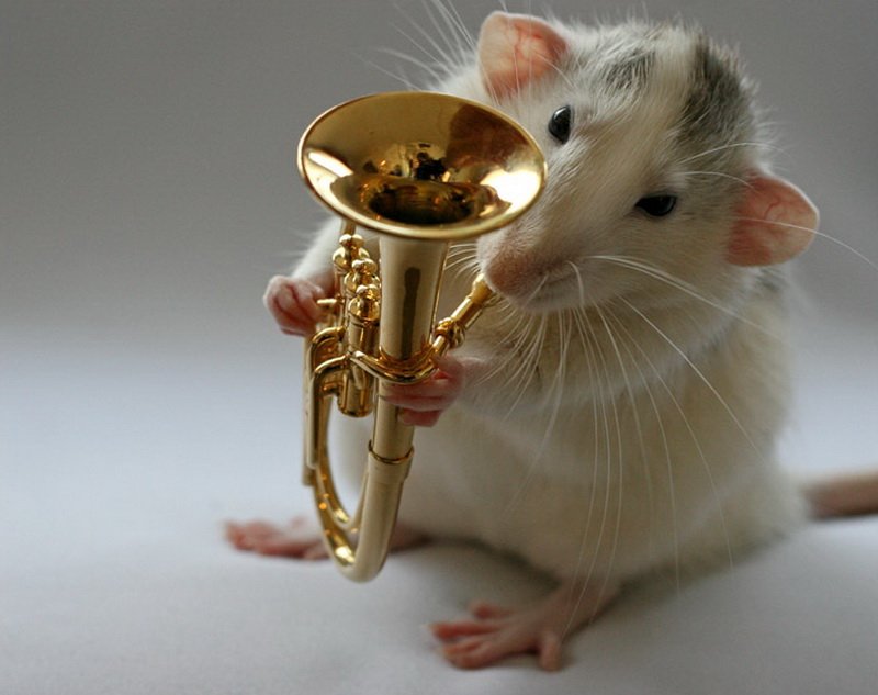 Крыса играет на трубе. Эллен ван Дилен. Фото