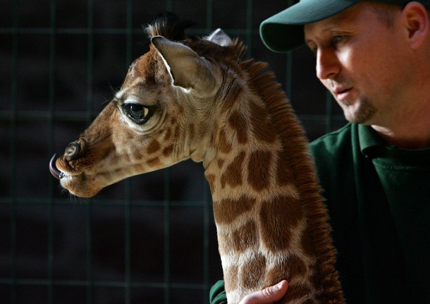 Детеныш жирафа и смотритель зоопарка. Фото