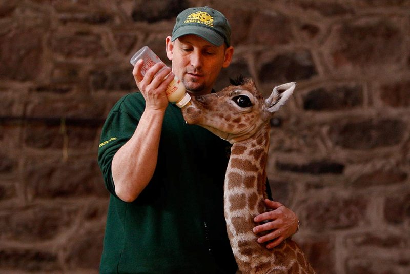 Кормление детеныша жирафа. Фото