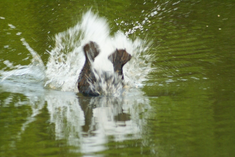  Бобр ныряет в воду, видны только его перепончатые лапы. Фото