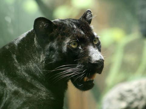Морда черной пантеры. Фото