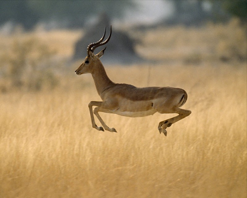 африканская чернопятая антилопа импала. Фото