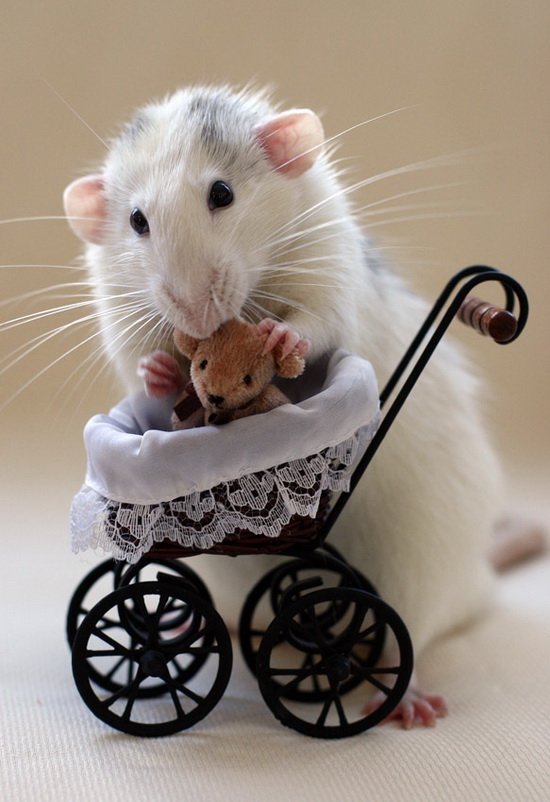 Крысы-родители в фотоработах Эллен ван Дилен. Фото
