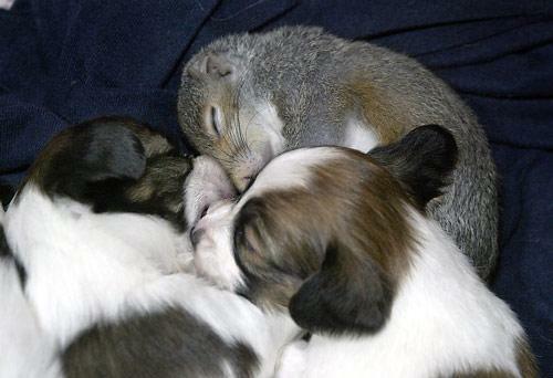 Бельчонок и щенки дружно спят. Фото