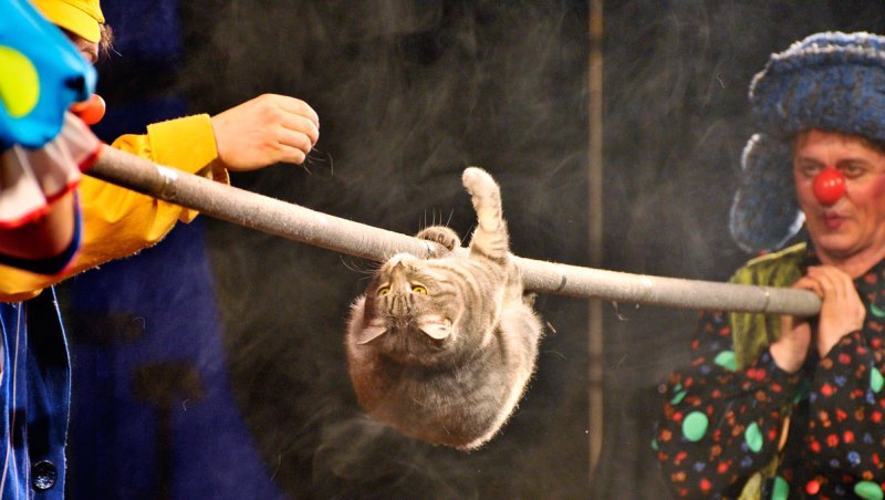 Кошка Куклачева во время выступления. Фото