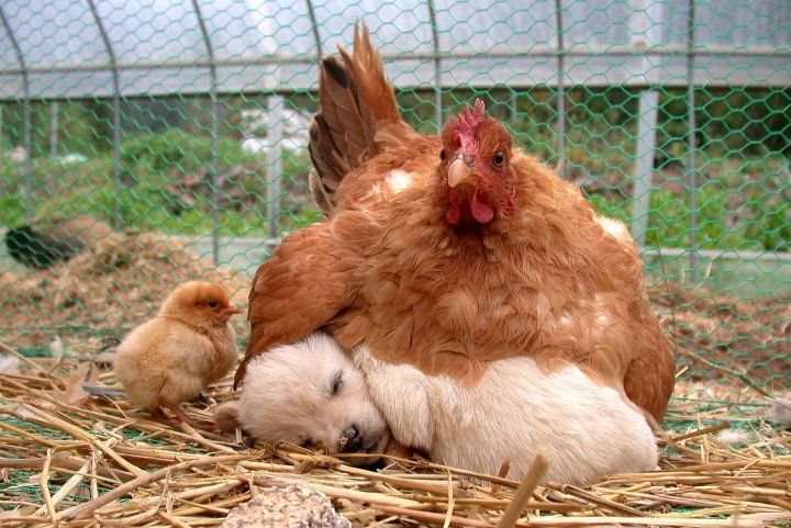 Дружба животных. Щенок в куриной семье. Фото
